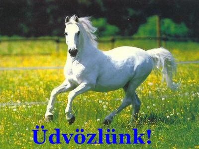 Lovak! Tegyünk a lovakért!